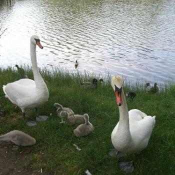 Schwäne am Teich
